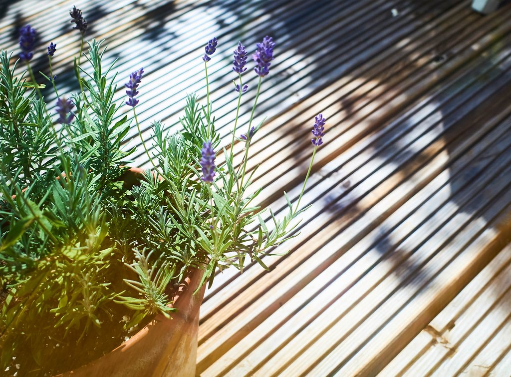 Ansicht auf Terrasse mit Rosmarin.